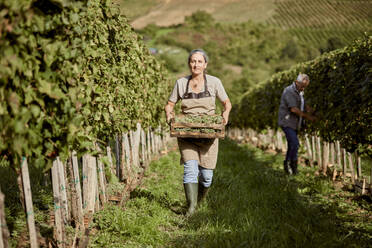 Älterer Landwirt hält eine Kiste mit Trauben in einem Weinberg, während ein Mann im Hintergrund arbeitet - ZEDF04836