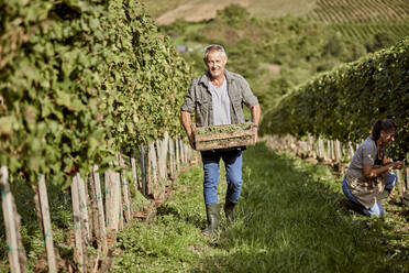 Farmer holding crate of grapes walking in vineyard by colleague working on sunny day - ZEDF04837