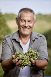 Smiling mature farmer offering bunch of grapes in vineyard - ZEDF04850