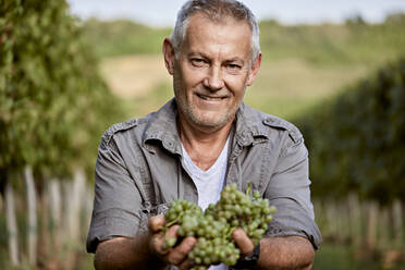 Smiling mature farmer showing fresh bunch of grapes in vineyard - ZEDF04851