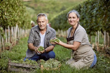 Lächelnde reife Landwirte, die eine Traube im Weinberg halten - ZEDF04852