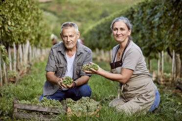 Smiling mature farmers holding bunch of grapes in vineyard - ZEDF04852