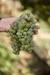 Hand of farmer holding bunch of fresh grapes - ZEDF04858