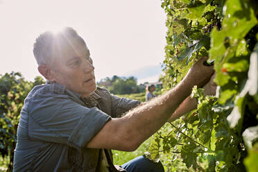 Älterer Landwirt beim Beschneiden von Weinreben an einem sonnigen Tag im Weinberg - ZEDF04863