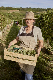 Lächelnder reifer Bauer mit Strohhut, der eine Kiste mit Trauben in einem Weinberg an einem sonnigen Tag hält - ZEDF04865