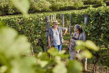 Smiling mature farmers discussing in vineyard on sunny day - ZEDF04871