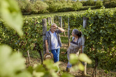 Mature farmers discussing in vineyard - ZEDF04872
