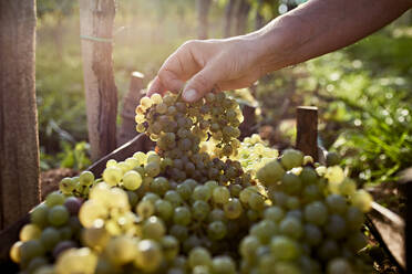 Hand of farmer holding bunch of grapes on sunny day - ZEDF04877