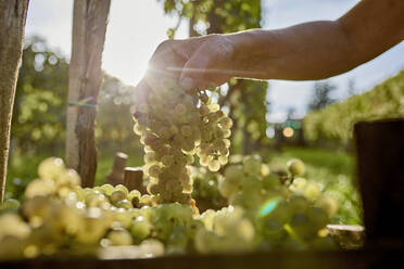 Hand eines Landwirts, der eine Traube frischer Weintrauben an einem sonnigen Tag hält - ZEDF04878