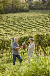 Älterer Mann und Frau stoßen mit Weingläsern in einem Weinberg an - ZEDF04885
