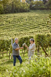 Mature man and woman toasting wineglasses in vineyard - ZEDF04885