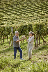 Reifes Paar stößt mit Weingläsern in einem Weinberg an einem sonnigen Tag an - ZEDF04886