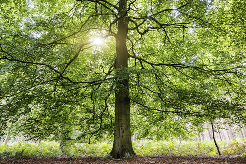 UK, England, Sonne scheint durch grüne Äste eines großen Baumes in Cannock Chase - WPEF06520