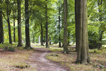 UK, England, Winding forest footpath in Cannock Chase - WPEF06521