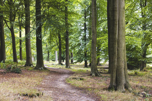 UK, England, Gewundener Waldwanderweg in Cannock Chase - WPEF06521