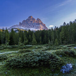 Italy, Veneto, Edge of alpine forest in Sexten Dolomites at dusk - STSF03524