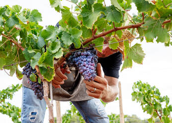 Ein Landwirt hockt sich hin und sammelt Trauben und legt die Früchte in eine Kiste, während er im Weinberg arbeitet - ADSF39305