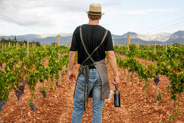 Erwachsener Mann, der an einem bewölkten Tag auf einem Bauernhof reife Trauben vom Weinstock erntet und eine Weinflasche trägt - ADSF39311