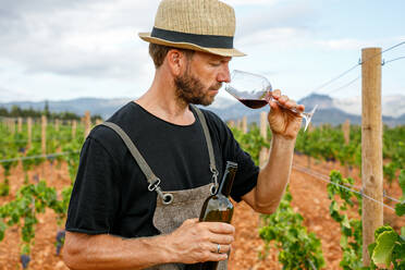 Erwachsener Mann erntet reife Trauben vom Weinstock an einem bewölkten Tag auf einem Bauernhof und serviert Rotwein mit einer Flasche im Glas und riecht daran - ADSF39312