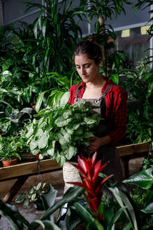 Frau trägt grüne Topfpflanze bei der Arbeit im Gewächshaus - ADSF39315
