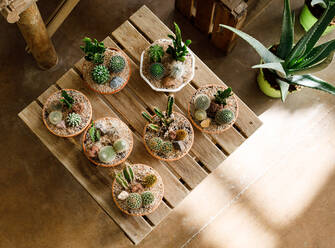 From above pots with small growing cactuses placed on wooden table in light greenhouse - ADSF39318