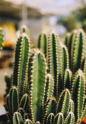 Closeup green cactuses with sharp thorns growing in pots in hothouse - ADSF39326