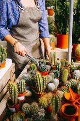 Anonymous person in apron using tongs to put pot with cactus into box during work in glasshouse - ADSF39327
