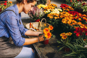 Seitenansicht einer Gärtnerin in Arbeitskleidung, die in einem Gewächshaus sitzt und schöne bunte Margaritablumen kontrolliert - ADSF39334