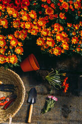 Top view of blooming colorful margarita flowers placed on counter with wicker basket and tools for gardening in greenhouse - ADSF39336