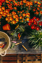 Top view of blooming colorful margarita flowers placed on counter with wicker basket and tools for gardening in greenhouse - ADSF39337