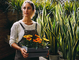 Young female owner of greenhouse holding in hands wooden tray with colorful margarita flowers while standing next to green tropical snake plants - ADSF39338