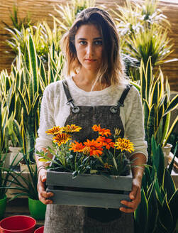 Young female owner of greenhouse holding in hands wooden tray with colorful margarita flowers while standing next to green tropical snake plants - ADSF39339