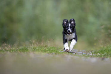 Border Collie Welpe läuft im Park - MJOF01953