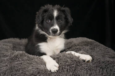 Border collie puppy sitting on pet bed against black background - MJOF01957