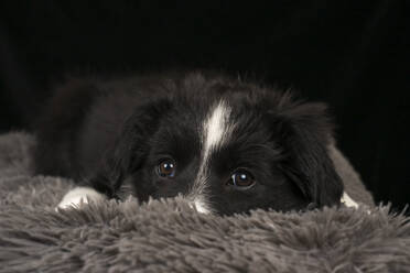 Border collie puppy resting on pet bed against black background - MJOF01958