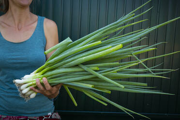 Mittelteil einer Frau mit frisch geernteten Frühlingszwiebeln (Allium fistulosum) - LVF09262