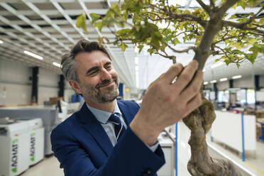 Smiling businessman touching bonsai tree in industry - JOSEF14023