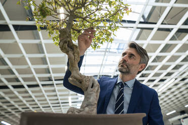 Reifer Geschäftsmann berührt Blatt eines Bonsai-Baums in der Industrie - JOSEF14024