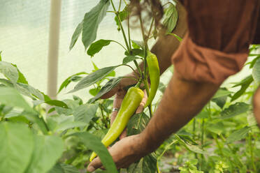 Hände eines Landwirts zeigen Chilischoten im Gewächshaus - PCLF00105