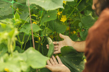 Hände eines Landwirts zeigen Gurke inmitten von Blättern - PCLF00107
