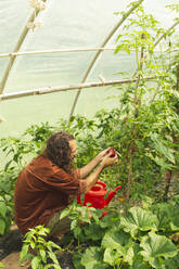 Junger Landwirt prüft Tomate im Gewächshaus - PCLF00111