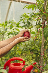 Hände eines Landwirts, der eine Tomate im Gewächshaus hält - PCLF00112