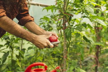 Hände eines Landwirts beim Schneiden einer frischen Tomate im Gewächshaus - PCLF00114