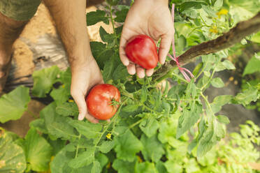 Hände des Landwirts zeigen frische Tomaten über Pflanzen im Gewächshaus - PCLF00117