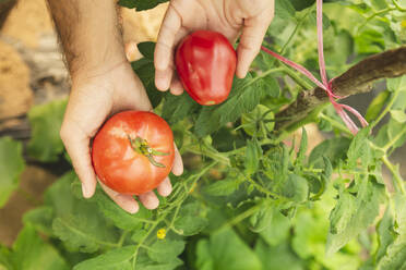 Die Hände eines jungen Landwirts zeigen frische Tomaten im Gewächshaus - PCLF00118