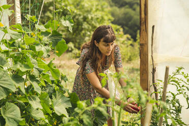 Junger Landwirt prüft Tomate im Gewächshaus - PCLF00125
