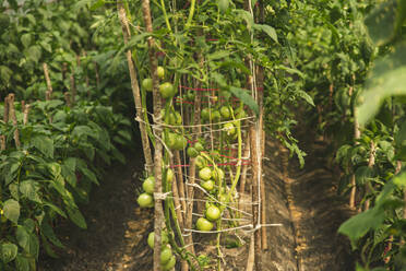 Tomatoes growing on branch of plant in greenhouse - PCLF00126