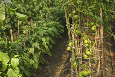 Fresh tomatoes growing on branch of plant in greenhouse - PCLF00127