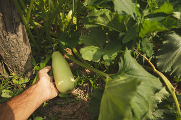 Hand eines Landwirts, der Zucchini im Gewächshaus hält - PCLF00128