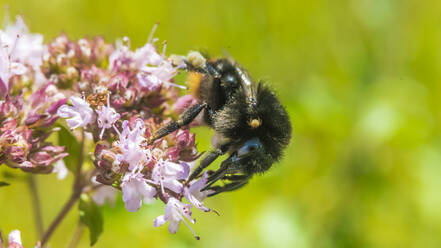 Hummel beim Fressen einer blühenden Blume - MHF00637